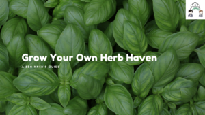 Read more about the article Grow Your Own Herb Haven: A Beginner’s Guide